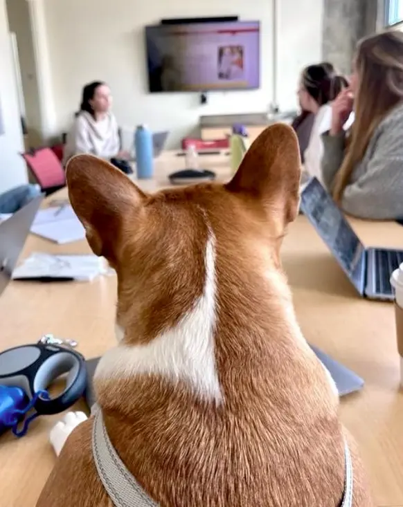 14 - Dogs in meetings